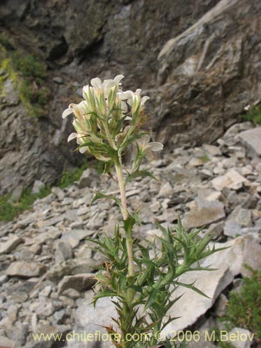 Image of Nassauvia aculeata (Hierba de la culebra). Click to enlarge parts of image.