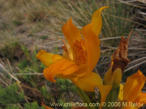Chloraea alpina의 사진