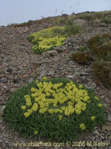 Azorella monatha의 사진