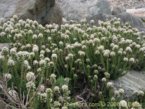 Image of Nassauvia digitada (Nassauvia). Click to enlarge parts of image.