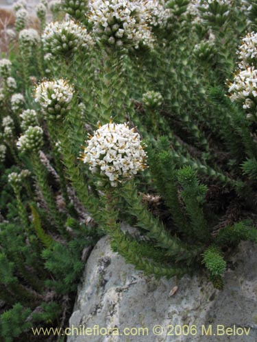 Image of Nassauvia digitada (Nassauvia). Click to enlarge parts of image.