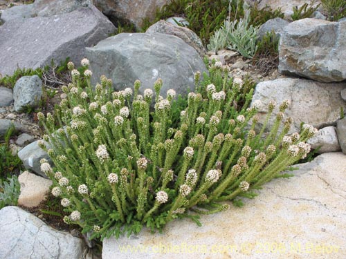 Image of Nassauvia digitada (Nassauvia). Click to enlarge parts of image.