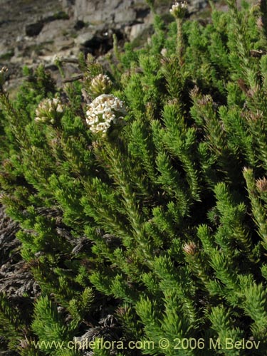 Image of Nassauvia digitada (Nassauvia). Click to enlarge parts of image.