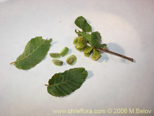 Image of Nothofagus macrocarpa (Roble de Santiago). Click to enlarge parts of image.