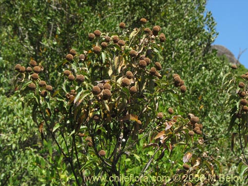 Image of Podanthus ovatifolius (Mitique / Palo negro). Click to enlarge parts of image.