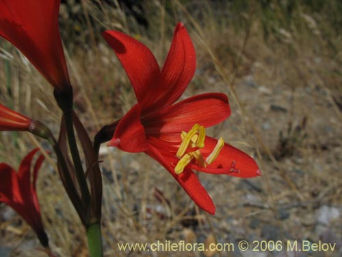 Bild von Rhodophiala splendens (Añañuca esplendorosa). Klicken Sie, um den Ausschnitt zu vergrössern.