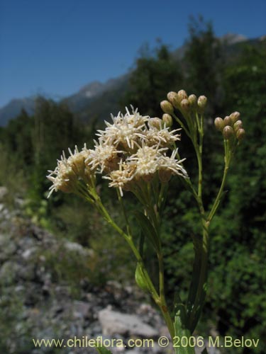 Image of Baccharis sp. #3078 (baccharis). Click to enlarge parts of image.