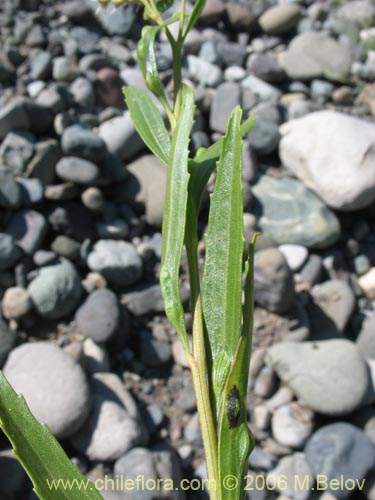 Image of Baccharis sp. #3078 (baccharis). Click to enlarge parts of image.