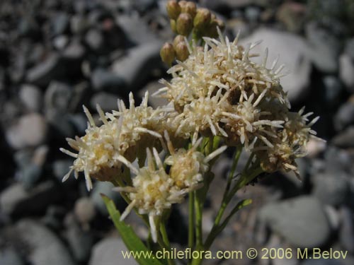 Image of Baccharis sp. #3078 (baccharis). Click to enlarge parts of image.