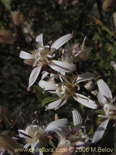 Image of Proustia cuneifolia (Huañil). Click to enlarge parts of image.