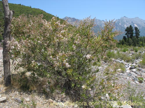 Image of Proustia cuneifolia (Huañil). Click to enlarge parts of image.
