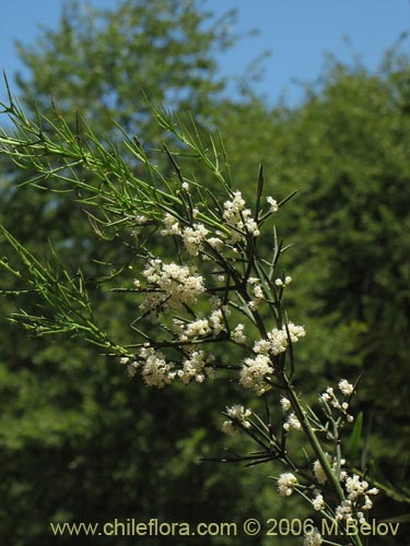 Colletia spinosa的照片