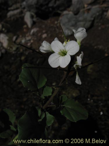Cardamine sp. #1559의 사진