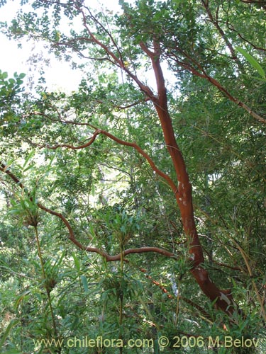 Image of Luma apiculata (Arrayan / Palo colorado). Click to enlarge parts of image.
