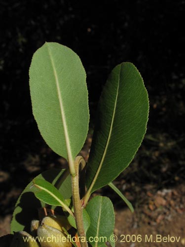 Bild von Kageneckia oblonga (Bollén). Klicken Sie, um den Ausschnitt zu vergrössern.