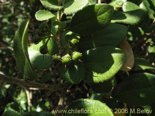 Image of Azara dentada (Aromo de Castilla / Corcolén). Click to enlarge parts of image.