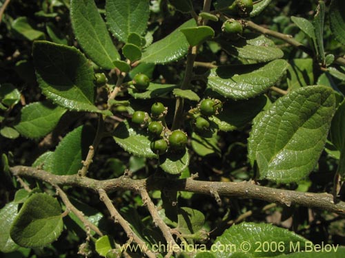 Image of Azara dentada (Aromo de Castilla / Corcolén). Click to enlarge parts of image.