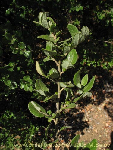 Image of Azara dentada (Aromo de Castilla / Corcolén). Click to enlarge parts of image.