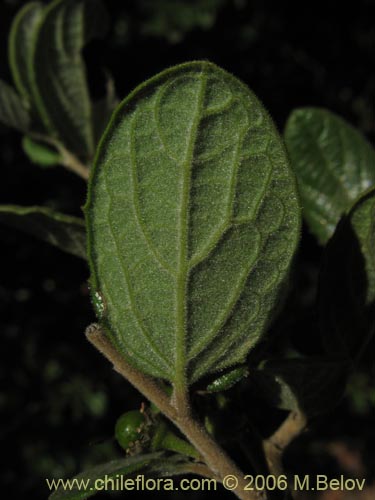 Image of Azara dentada (Aromo de Castilla / Corcolén). Click to enlarge parts of image.