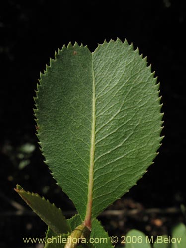 Bild von Kageneckia oblonga (Bollén). Klicken Sie, um den Ausschnitt zu vergrössern.