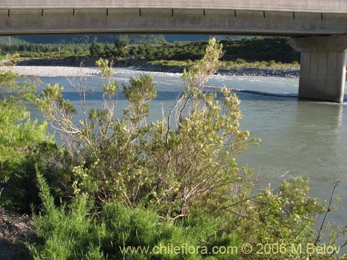 Bild von Myrceugenia lanceolata (Myrceugenia de hojas largas / Arrayancillo). Klicken Sie, um den Ausschnitt zu vergrössern.