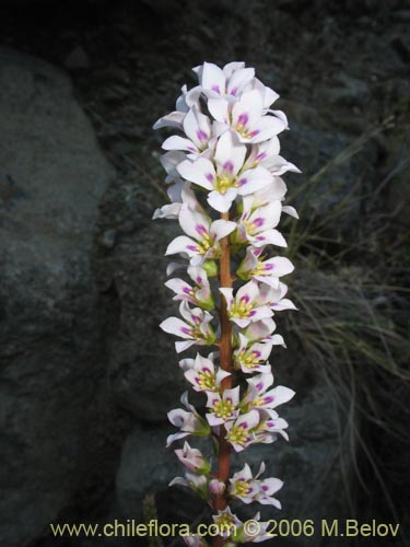 Bild von Francoa appendiculata (Llaupangue / Vara de mármol). Klicken Sie, um den Ausschnitt zu vergrössern.