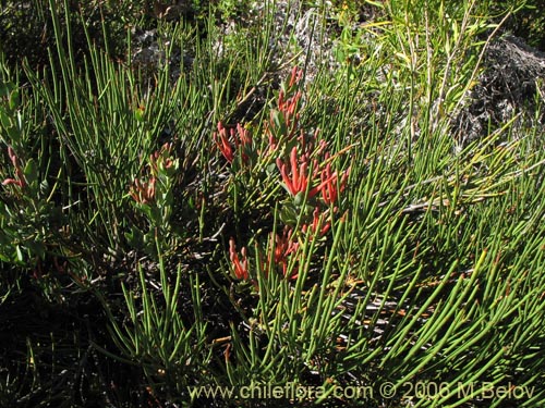 Image of Tristerix verticillatus (Quintral). Click to enlarge parts of image.