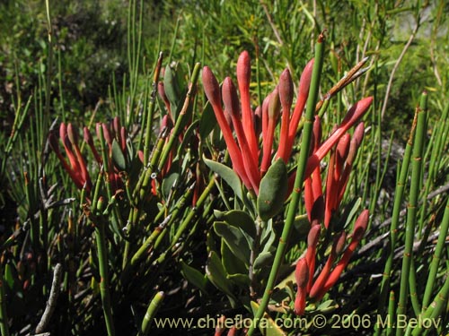 Image of Tristerix verticillatus (Quintral). Click to enlarge parts of image.