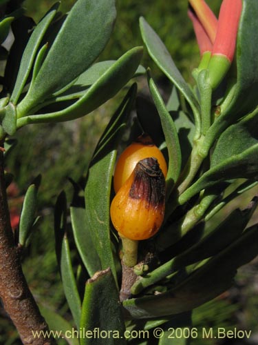 Image of Tristerix verticillatus (Quintral). Click to enlarge parts of image.