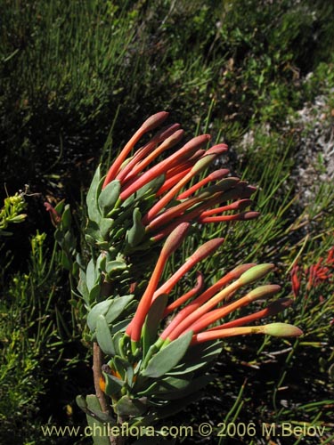 Image of Tristerix verticillatus (Quintral). Click to enlarge parts of image.