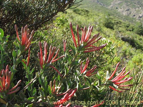 Image of Tristerix verticillatus (Quintral). Click to enlarge parts of image.