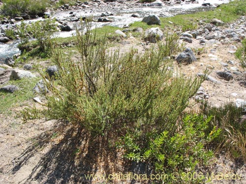 Image of Tetraglochin alatum (Horizonte / Caulia). Click to enlarge parts of image.