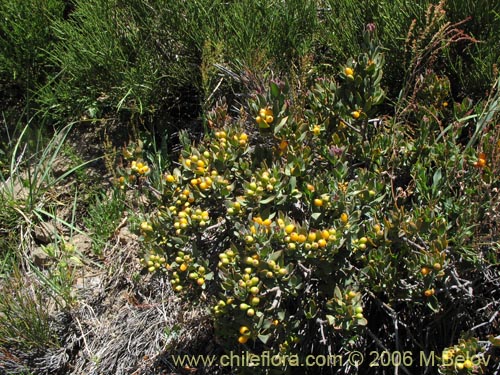 Image of Tristerix verticillatus (Quintral). Click to enlarge parts of image.
