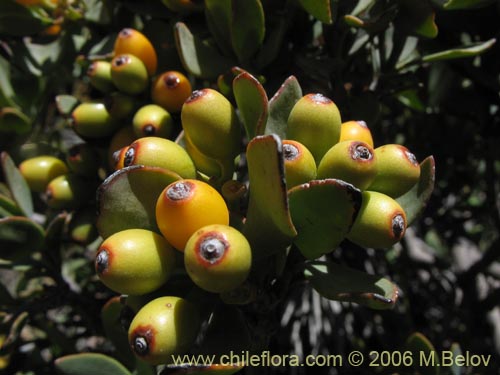 Image of Tristerix verticillatus (Quintral). Click to enlarge parts of image.