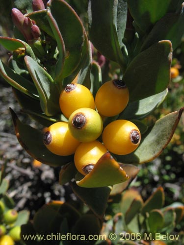 Image of Tristerix verticillatus (Quintral). Click to enlarge parts of image.