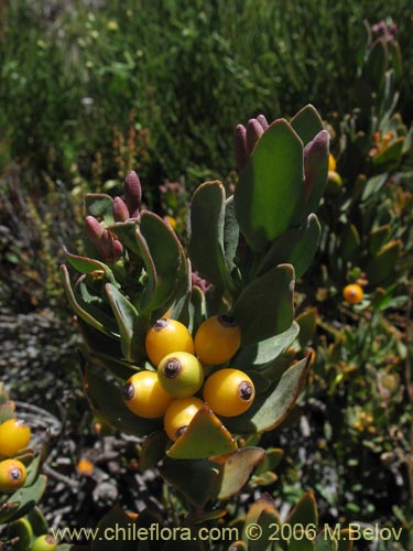 Image of Tristerix verticillatus (Quintral). Click to enlarge parts of image.