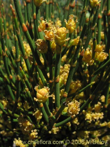 Bild von Ephedra chilensis (Pingo-pingo / Transmontana / Solupe). Klicken Sie, um den Ausschnitt zu vergrössern.