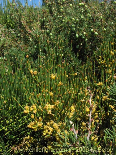 Bild von Ephedra chilensis (Pingo-pingo / Transmontana / Solupe). Klicken Sie, um den Ausschnitt zu vergrössern.