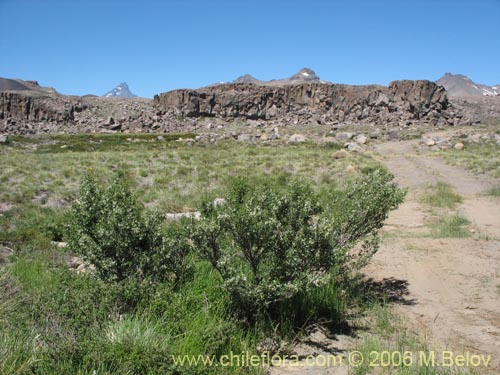 Bild von Baccharis rhomboidalis (baccharis L.Maule). Klicken Sie, um den Ausschnitt zu vergrössern.