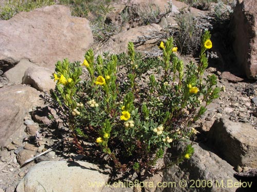 Image of Euphrasia andicola (Eufrasia amarilla). Click to enlarge parts of image.