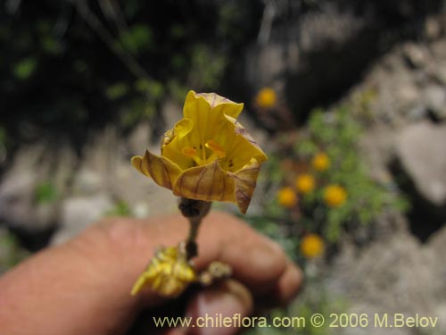 Image of Sisyrinchium arenarium (Ñuño / Huilmo amarillo). Click to enlarge parts of image.