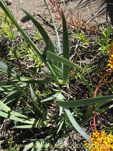Image of Sisyrinchium arenarium (Ñuño / Huilmo amarillo). Click to enlarge parts of image.