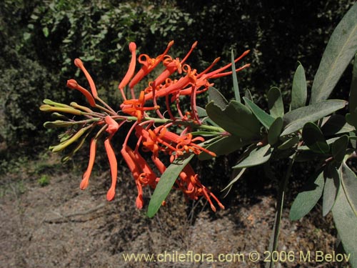 Embothrium coccineum의 사진