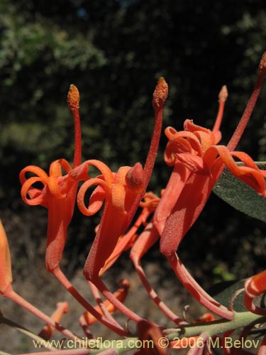 Embothrium coccineum의 사진
