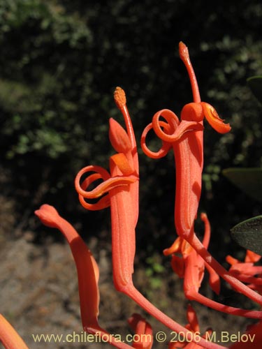 Embothrium coccineum의 사진