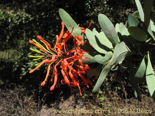 Embothrium coccineum의 사진