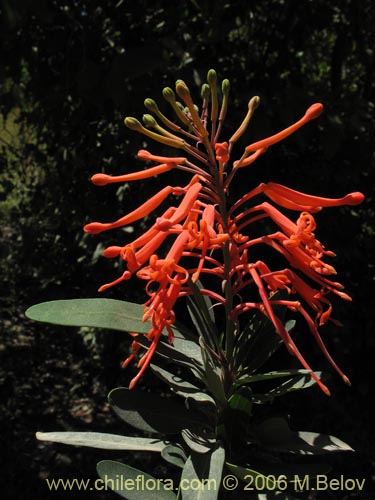 Embothrium coccineum의 사진
