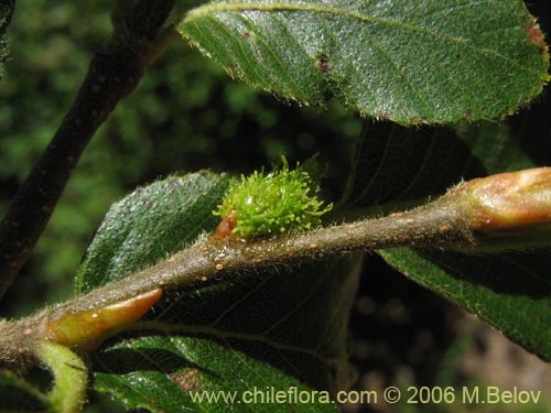 Image of Nothofagus alpina (Raulí / Roblí). Click to enlarge parts of image.