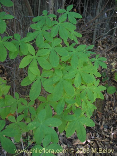 Imágen de Tropaeolum ciliatum (Pajarito). Haga un clic para aumentar parte de imágen.
