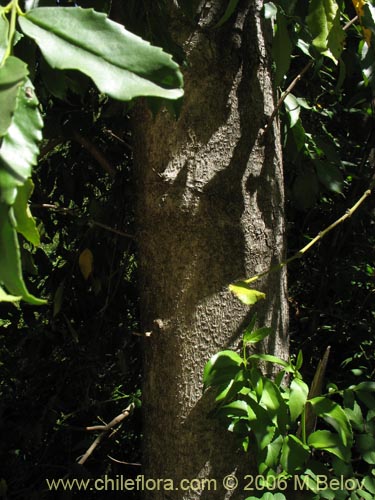 Laurelia sempervirens的照片